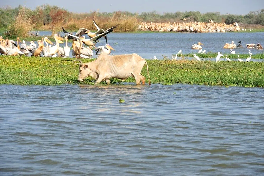 Paysage du Djoudj avec une vache et des pélicans