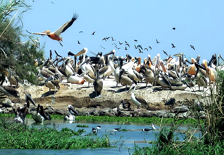 Pélicans du Djoudj dans leur environnement naturel, entre eau et végétation